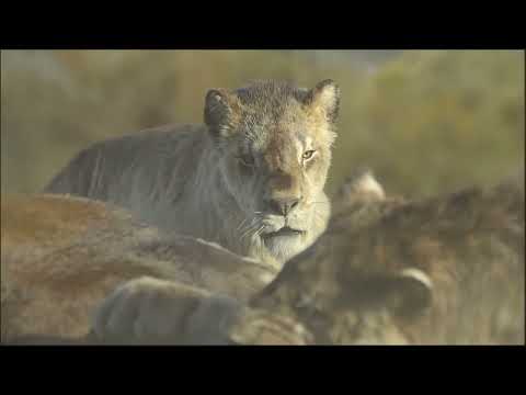 Smilodon Hunting Macrauchenia | Prehistoric Planet: Ice Age | OFFICIAL CLIP