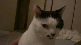 今日は一緒にねるらしい猫