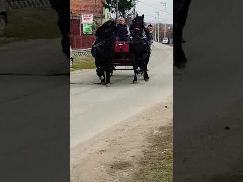 Caiii lui UTU de la HATEG 2019...03.03.2019...