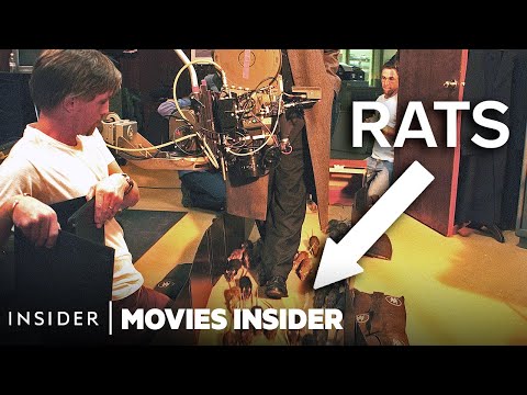 These Rats Are Real Movie Stars!