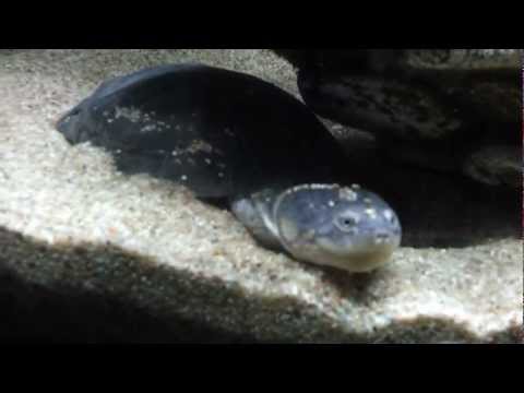 pourquoi la tortue s'enterre