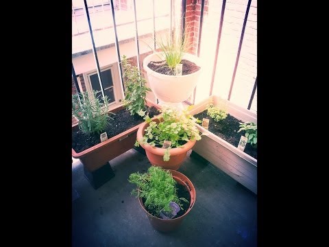 Wicca - Garden update!