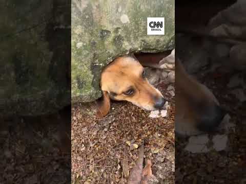 Cachorro fica com a cabeça entalada em muro ao tentar alcançar pudim na rua | CNN Brasil