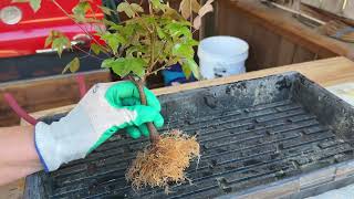 Trident Maple Repots on 3 Trees