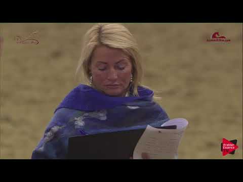 n186 LAHEEB AL NAIF - 2019 Al Shaqab Arabian Horse Show Festival - 4-6 years old stallions (clas...