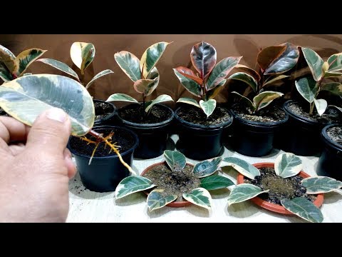 , title : 'How to grow Ficus Elastica from single leaf'