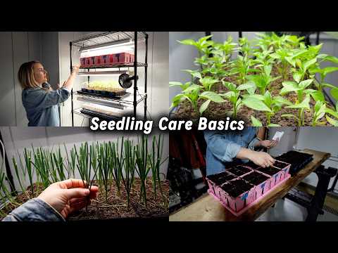 March Garden Prep: Pepper & Onion Seedling Care + Seed Starting