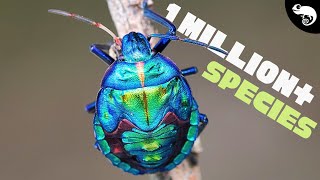Download lagu THE AGE OF INSECTS! mp3