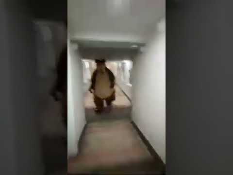 masha and the bear horror ( not that scary 😒)