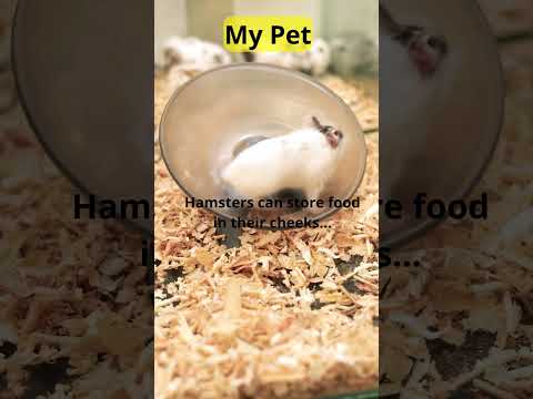 Incredible Hamster Facts: How They Store Food in Their Cheeks! #petcare