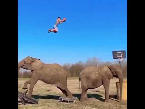 Elephant catapults man to dunk ball