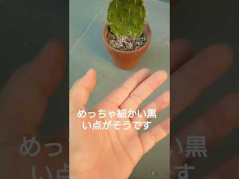 園芸 円筒形のウチワサボテン
