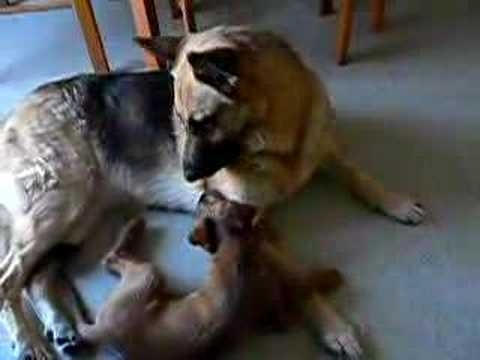 Irish Terrier Vs German Shepherd