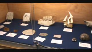 preview picture of video 'Visit the Aurora Fossil Museum for a Fun-filled Time!'
