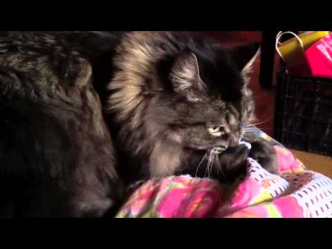 Tiger Lily vs The Receipt