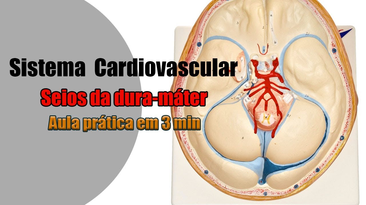 Quais são os Seios da Dura-máter (Veias da Dura-máter)? [4K] - Anatomia Humana