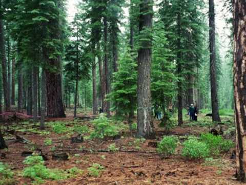 Video thumbnail for Like a Forest