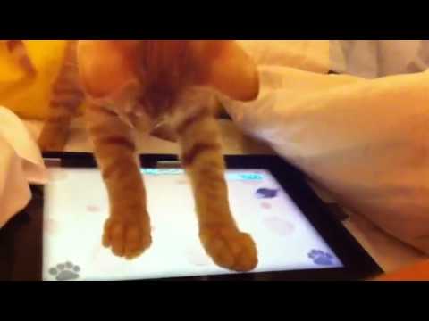 חתול מנסה לתפוב עכבר על מסך iPad