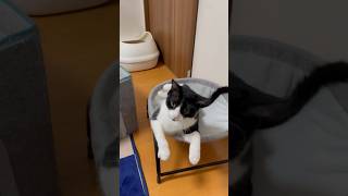 やわらかい猫 #shorts