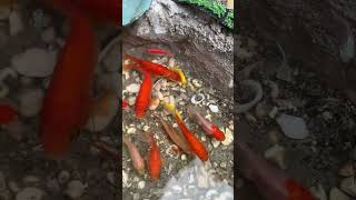 Download lagu I have a lot of fish #fish #cute #fishing #vlog #cooking mp3