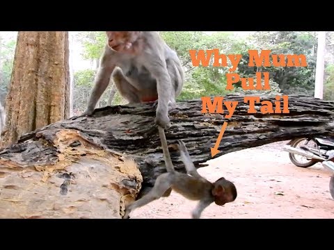 OMG!!, Why Monkey Duchess Pull Her Tail of Baby Like This,Please Release Baby Dakota Want to Play