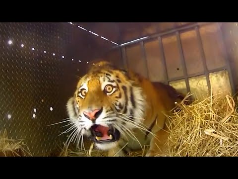 10-Minute Compilation of Wild Animals Being Freed Again