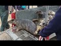 Animals Being FREED For The First Time!