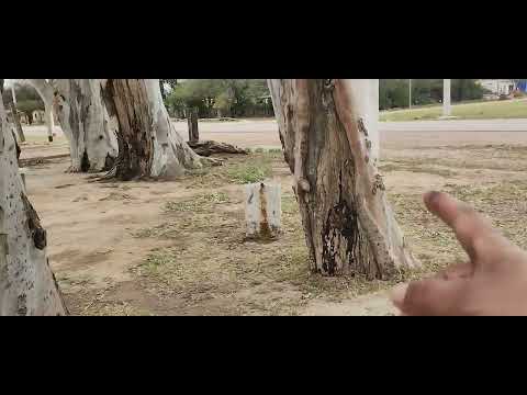 Telares Santiago del estero argentina 