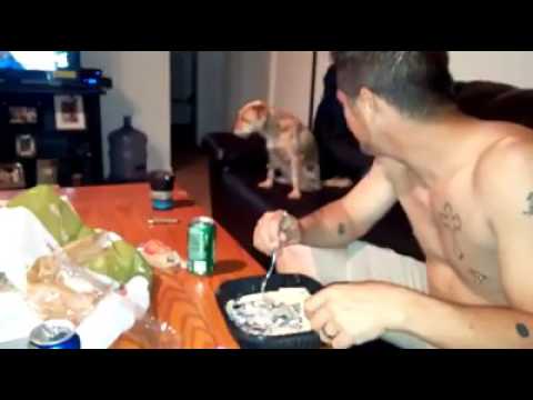 Honorowy pies. Mimo że miał ochotę na jedzenie, 