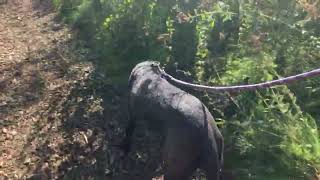 Video of Onix