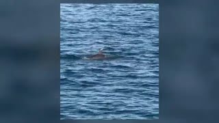 Il video dei delfini nel mare Adriatico al largo della Romagna: le immagini dall'imbarcazione con...