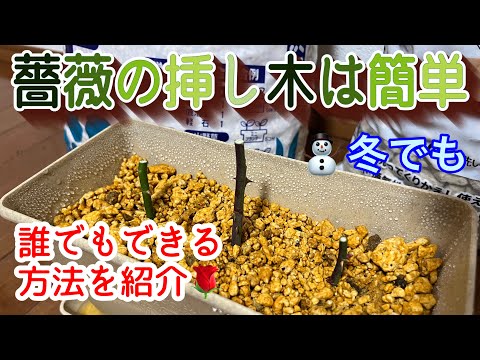 草本の牡丹から根の挿し木を簡単に取るにはどうすればよいですか？簡単なヒントに従ってください。  庭園