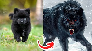 Before & After Animals Growing Up. Amazing Animal Transformation 💥 #short #tiktok #animals