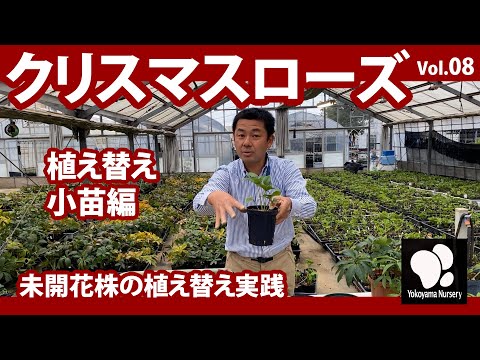 園芸 植え替え