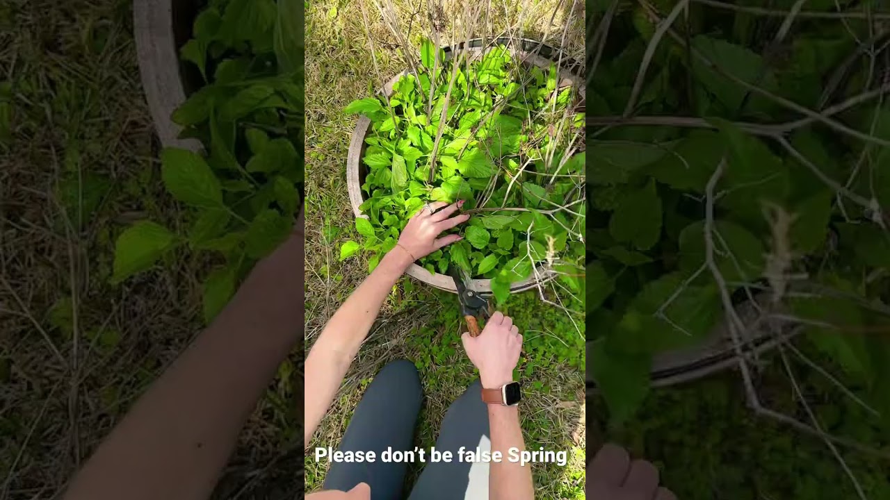 Please Don’t Be False Spring #springplanting