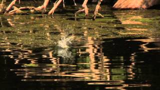 Tips for Targeting Topwater Largemouth with a Livetarget Field Mouse - Facts of Fishing THE SHOW