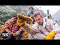 Hunting Nepal S Mad Honey That Makes You Hallucinate HONEY HUNTERS