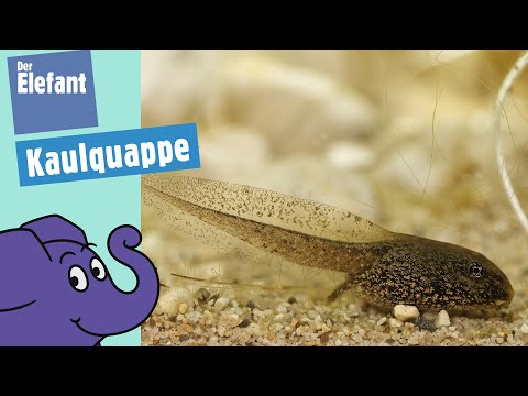 Von der Kaulquappe zum Frosch | Der Elefant | WDR