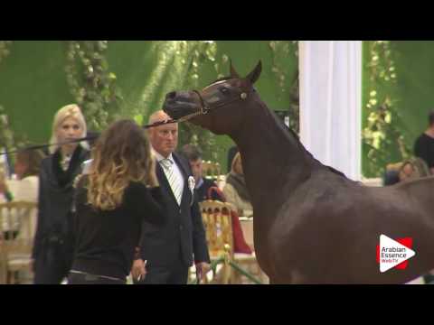 Milan SEWC 2016 - Fillies (2B) - 2nd place: N.31 FOTNA AL BAIDAA