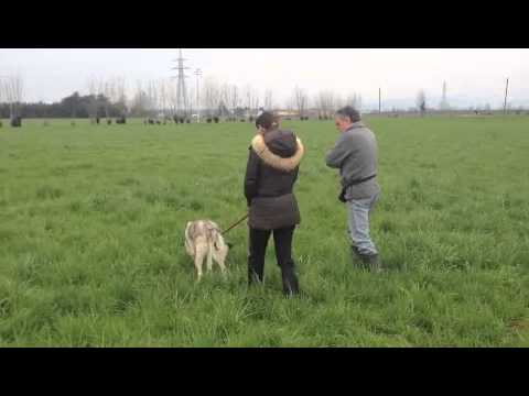 Uzi obbedienza-piste primi approcci