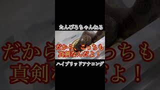 飼育してるアナコンダ紹介します