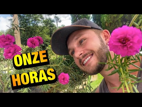 ELEVEN BEAUTIFUL AND ALWAYS IN FLOWER - HOW TO CARE FOR AND PLANT THEM CORRECTLY