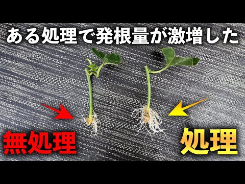 挿し木をする: 栽培を成功させるための 7 つのヒント トピックス