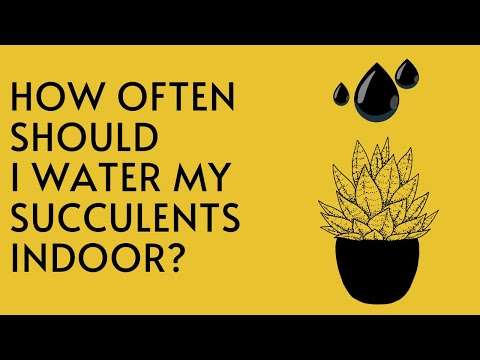 || SUCCULENT FAQ 50 || HOW OFTEN SHOULD I  WATER MY SUCCULENTS INDOOR ||