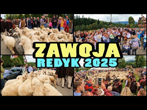 ZAWOJA REDYK 2025 - Poland [4k]