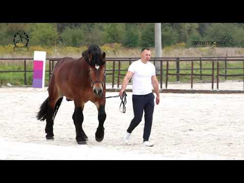 ogier GAWTER ur. 2019 rasa PKZ typ. sztum - I wice CZEMPION