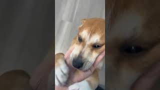 Video preview image #1 Beagle-Unknown Mix Puppy For Sale in Arlington, VA, USA