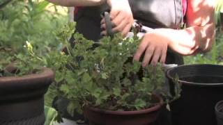How to Prune a Cranesbill