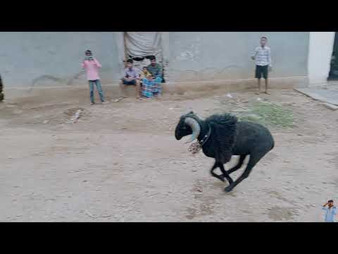 tagaru fighting 🤩👍👍