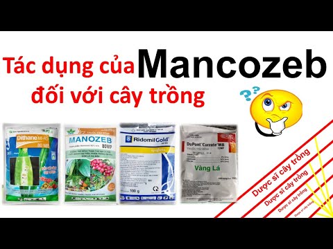 , title : 'Bạn có biết hoạt chất Mancozeb tác dụng thế nào? | Syngenta | ADC | Corteva | thuốc trừ bệnh'